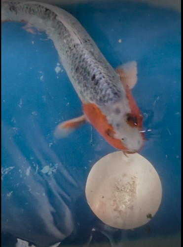 20in asagi huge koi - 20in,