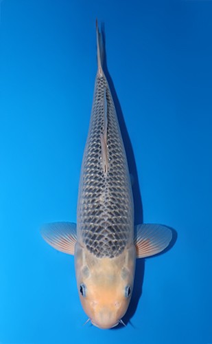 19inch asagi japanese koi - japanese,