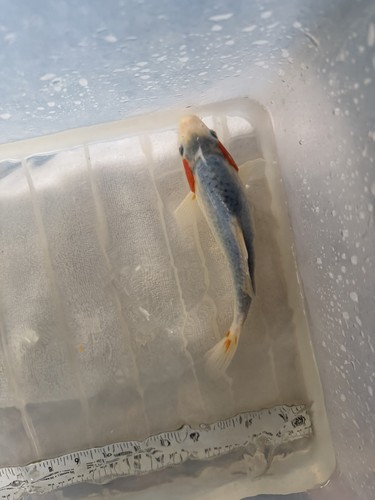 Asagi live koi - fish, inch