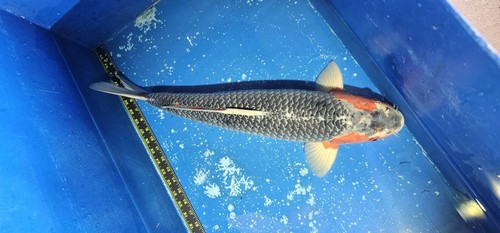 Asagi japanese koi - 23”-24”,