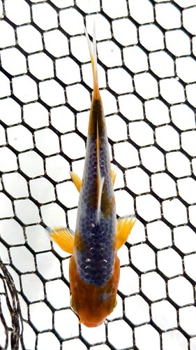 Asagi live koi fish - koi,