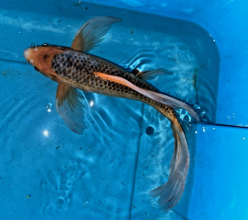 Butterfly asagi koi - 16",