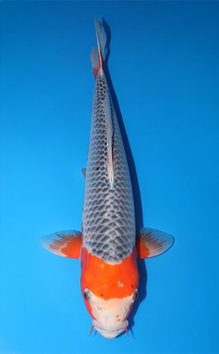 19inch asagi japanese koi - asagi,