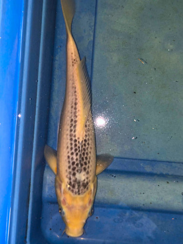 Asagi matsuba koi - 11.5", ki